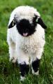 Cute sheep giving a mlep!
