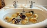 The quacka-lacka gang has moved into local sink and have few plans of leaving