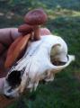 Lactarius Rubidius shroom growing out of a fox skull
