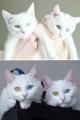 Beautiful twin cats.