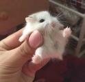 This baby hamster.