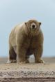 PsBattle: This huge polar bear