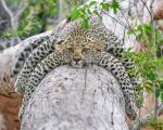 Leopard lazing around