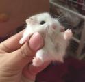 Tiny Hamster