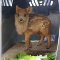 The Pudu Deer is the world’s smallest deer. They live in bamboo thickets to hide from predators.