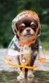 Just a chihuahua in a raincoat. Nothing to see here, move along... 🐶🐶🐶🐶