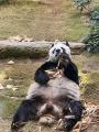 This “panda-on-a-panda” bear...