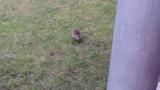 Smol hedgehog in my yard. That little fella ran past me without fear
