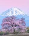 Blooming Sakura tree at Mount Fuji, Japan (by Kenji Hashiba)