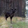 Majestic Black Deer in Valley of Poland