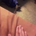 Human Taps Bed, Kitten Taps Back on Floor