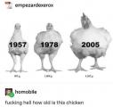 Chicken growth