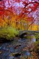 Wonderful Colorful Autumn