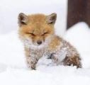 🔥 A baby fox enjoying the snow 🔥