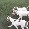 Pointer puppies pointing at a feather