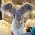 Meet Wally, the bunny with the biggest wing like ears
