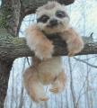 Lil sloth :D