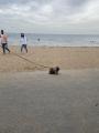 Someone took their rabbit to the beach today on a leash