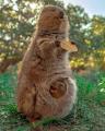 Quokkas always look so happy because they don't want humans to suspect the dark secrets they harbor