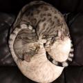 Purrrfect cozy and curled up cats