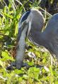 Great Blue Heron eating a large juvenile alligator. Lake Apopka, Florida