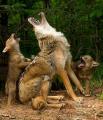 Howling lesson