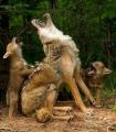 Howling lessons