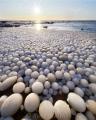 Ice Eggs - This rare phenomenon occurs when ice is rolled over by wind and water (Northern Finland)