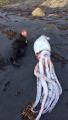 Divers find a huge squid washed up on a New Zealand beach.