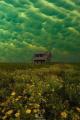 Green mammatus clouds, which usually precede a tornado, over an abandoned house.