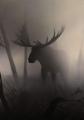 A moose in the fog