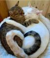 Two cats, one heart