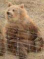 6 month old grizzly cub rescued from Jeff Lowe’s “zoo” and now living his best life with his two siblings at a Sanctuary in Colorado
