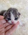 Tiny kitten with curly hair