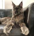 This Maine Coon
