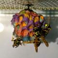 Wasps nest after eating construction paper - Mattia Menchetti