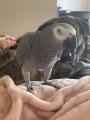 Moby the sweet African grey