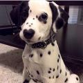 Meet The Dalmatian Puppy With A Heart-Shaped Nose