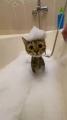 Bath kitty