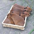 Box of capybaras