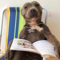 If Dogs could read