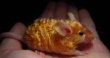 Golden mouse with wavy fur!