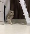 A tiptoeing owl