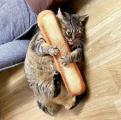This cat really loves her carbs!