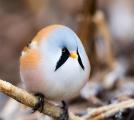 Bearded Reedling is almost completely round.
