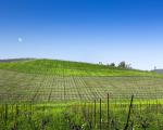 The Windows XP wallpaper is now a vineyard