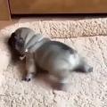 Puppy leg stretch