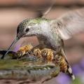 Hummingbird and bees sharing a drink at a fountain