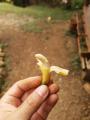 This tiny banana I harvested today