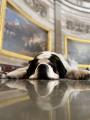 Clarence, the Capitol's Police Comfort Dog (for this week) Is All Tuckered Out